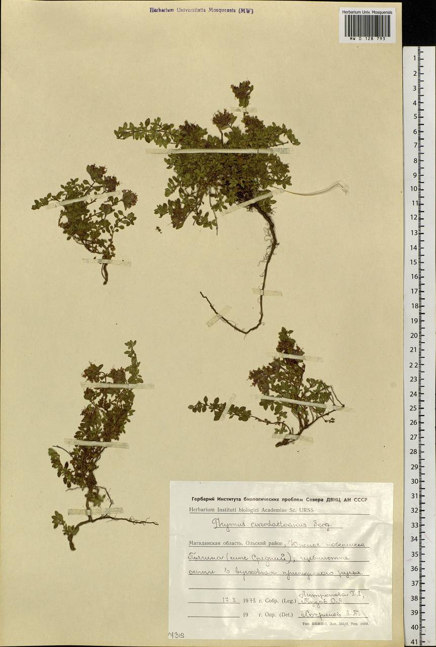 Thymus reverdattoanus Serg., Siberia, Chukotka & Kamchatka (S7) (Russia)