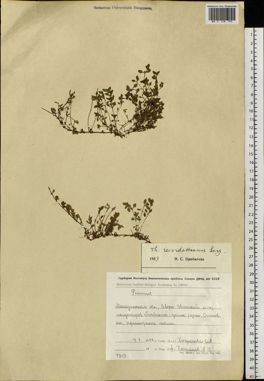 Thymus reverdattoanus Serg., Siberia, Chukotka & Kamchatka (S7) (Russia)