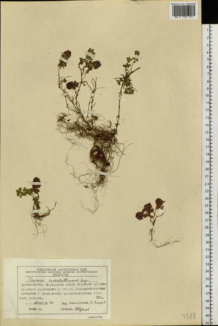 Thymus reverdattoanus Serg., Siberia, Central Siberia (S3) (Russia)