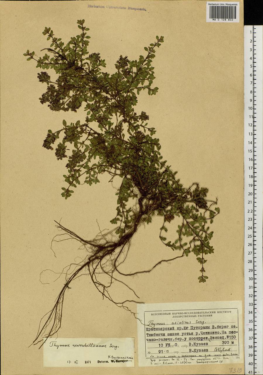 Thymus reverdattoanus Serg., Siberia, Central Siberia (S3) (Russia)