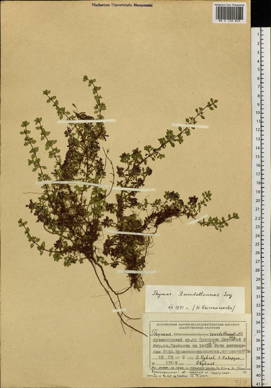 Thymus reverdattoanus Serg., Siberia, Central Siberia (S3) (Russia)