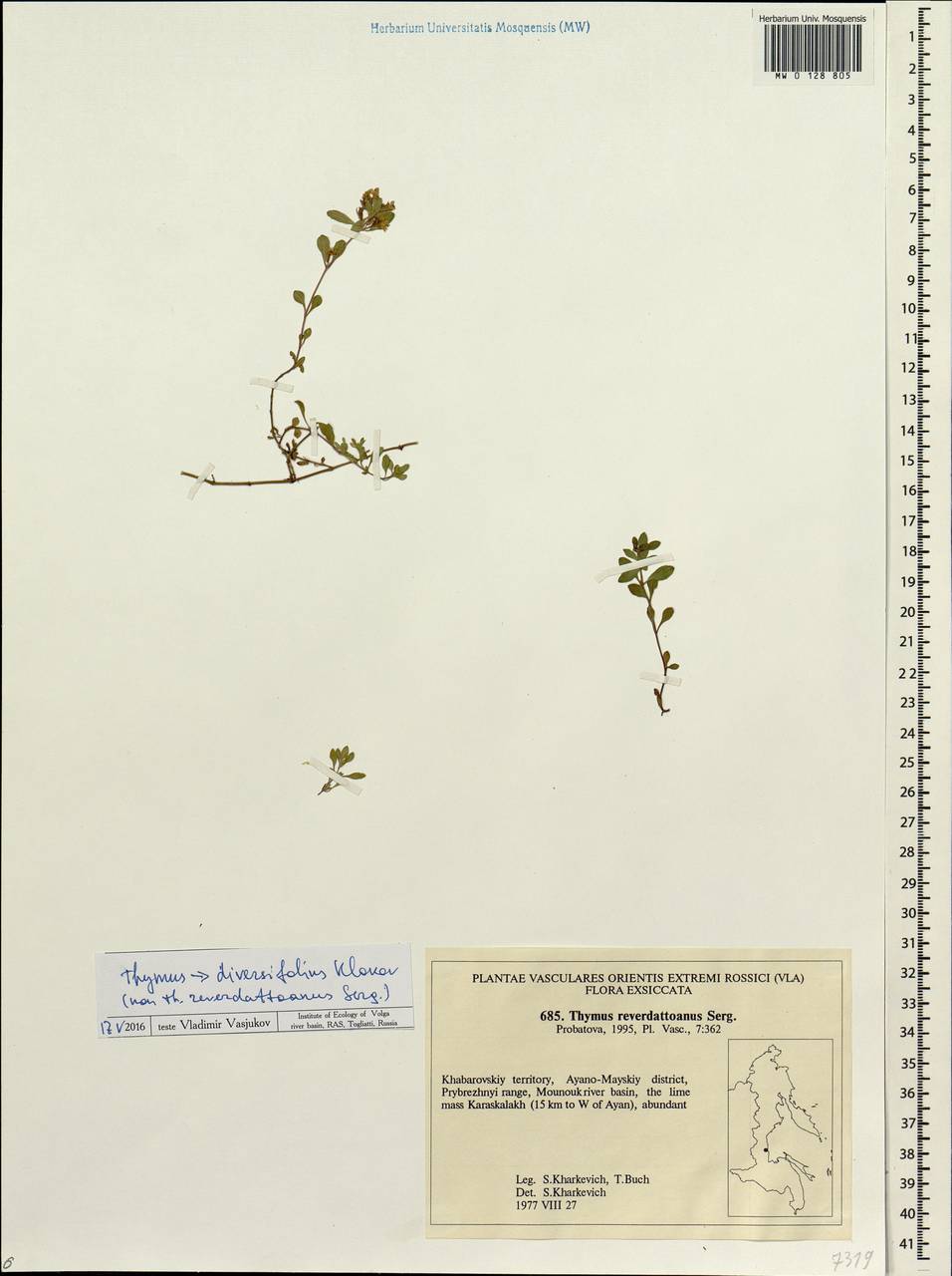 Thymus reverdattoanus Serg., Siberia, Russian Far East (S6) (Russia)