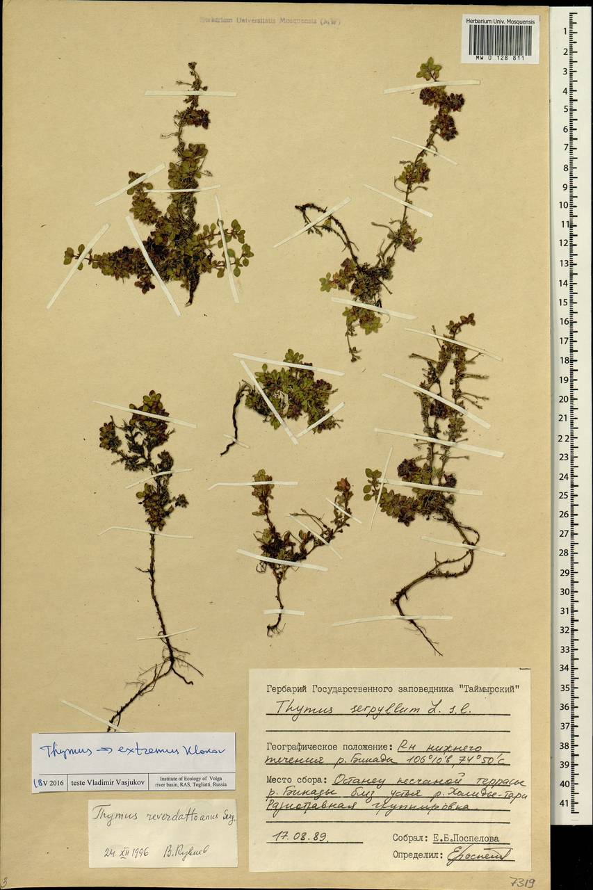 Thymus extremus Klokov, Siberia, Central Siberia (S3) (Russia)
