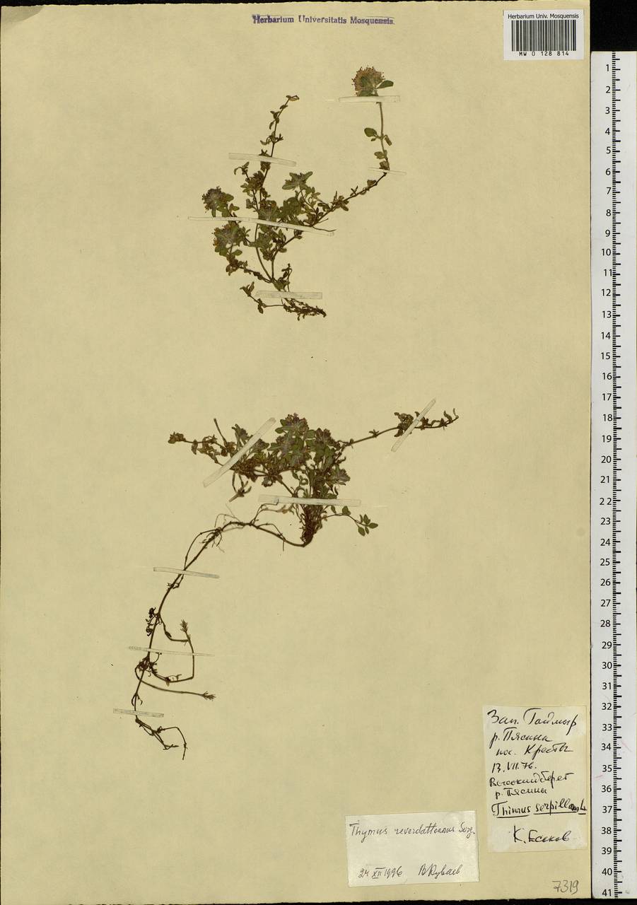 Thymus reverdattoanus Serg., Siberia, Central Siberia (S3) (Russia)