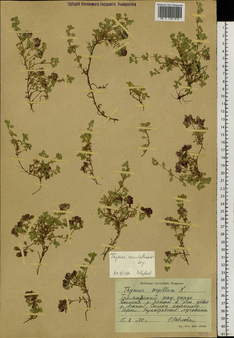 Thymus reverdattoanus Serg., Siberia, Central Siberia (S3) (Russia)