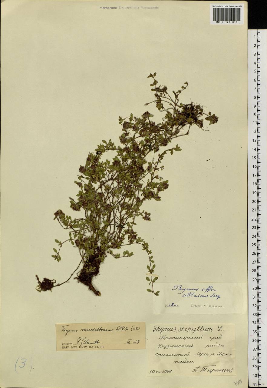 Thymus reverdattoanus Serg., Siberia, Central Siberia (S3) (Russia)