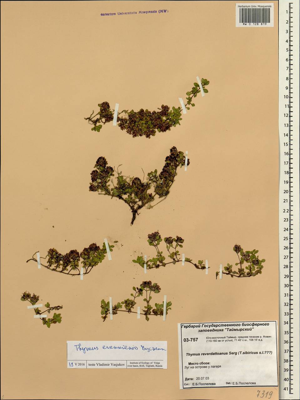 Thymus evenkiensis Byczenn., Siberia, Central Siberia (S3) (Russia)