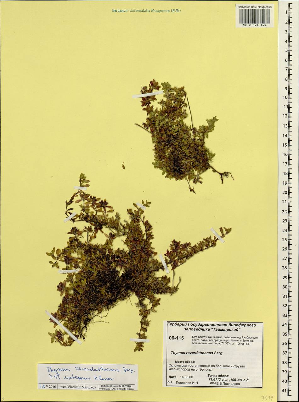 Thymus reverdattoanus Serg., Siberia, Central Siberia (S3) (Russia)