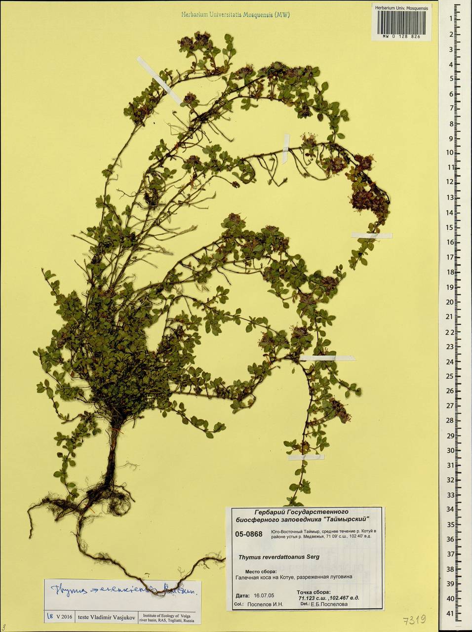 Thymus evenkiensis Byczenn., Siberia, Central Siberia (S3) (Russia)