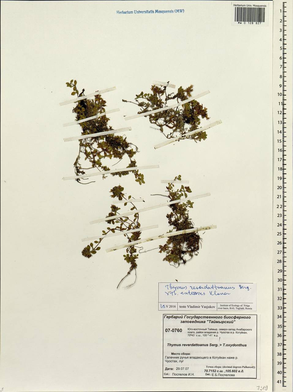 Thymus reverdattoanus Serg., Siberia, Central Siberia (S3) (Russia)