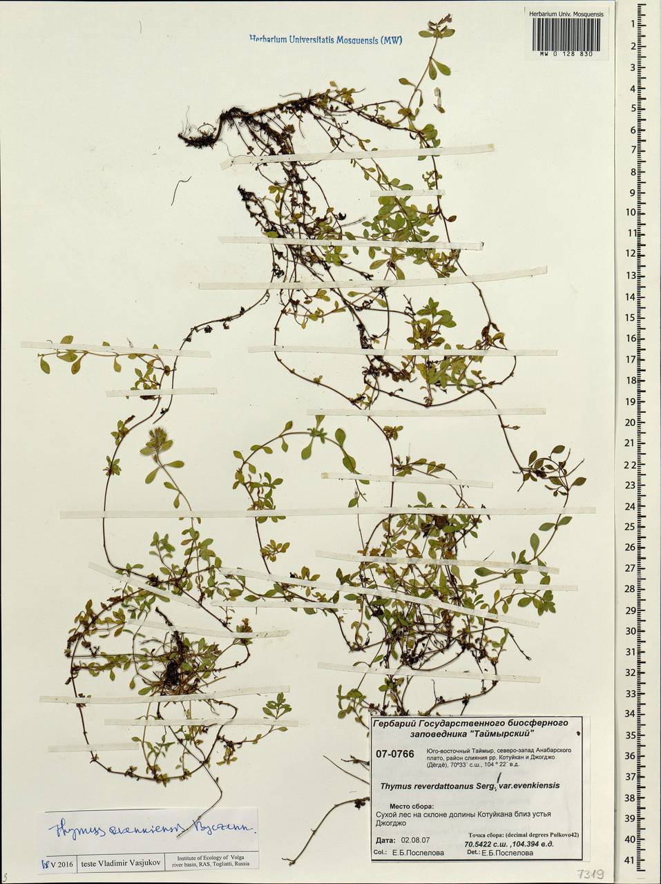 Thymus evenkiensis Byczenn., Siberia, Central Siberia (S3) (Russia)