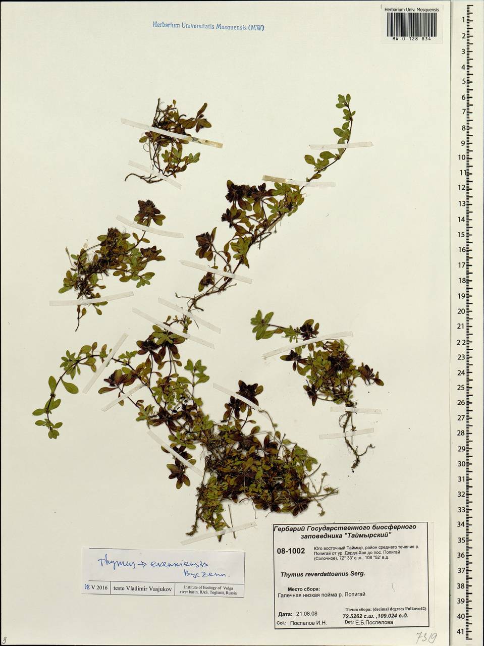 Thymus evenkiensis Byczenn., Siberia, Central Siberia (S3) (Russia)