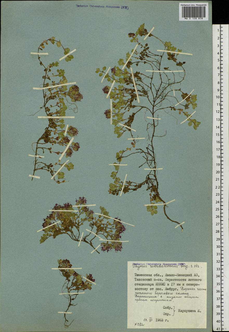 Thymus reverdattoanus Serg., Siberia, Western Siberia (S1) (Russia)