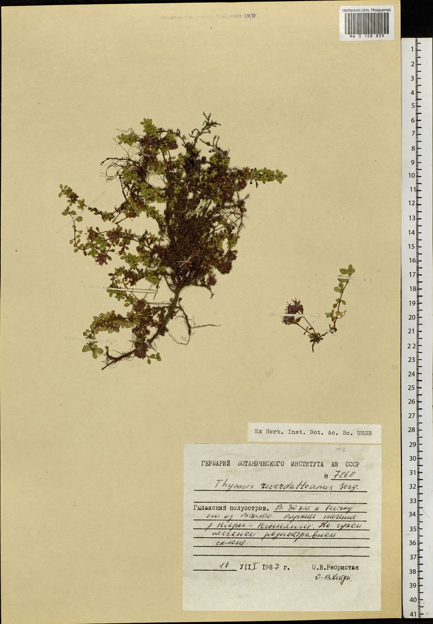 Thymus reverdattoanus Serg., Siberia, Western Siberia (S1) (Russia)