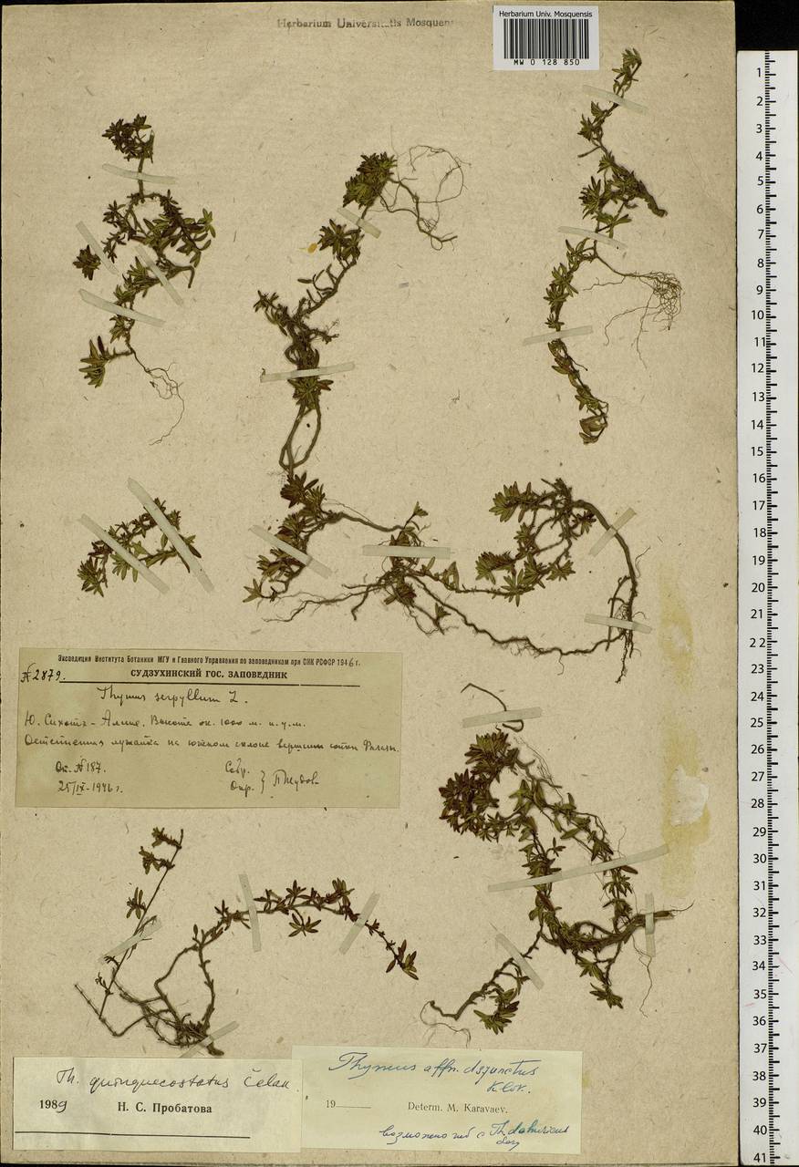 Thymus quinquecostatus Čelak., Siberia, Russian Far East (S6) (Russia)