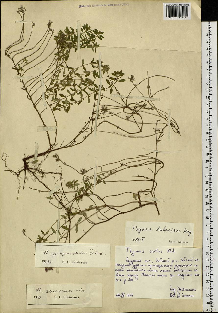 Thymus quinquecostatus Čelak., Siberia, Russian Far East (S6) (Russia)