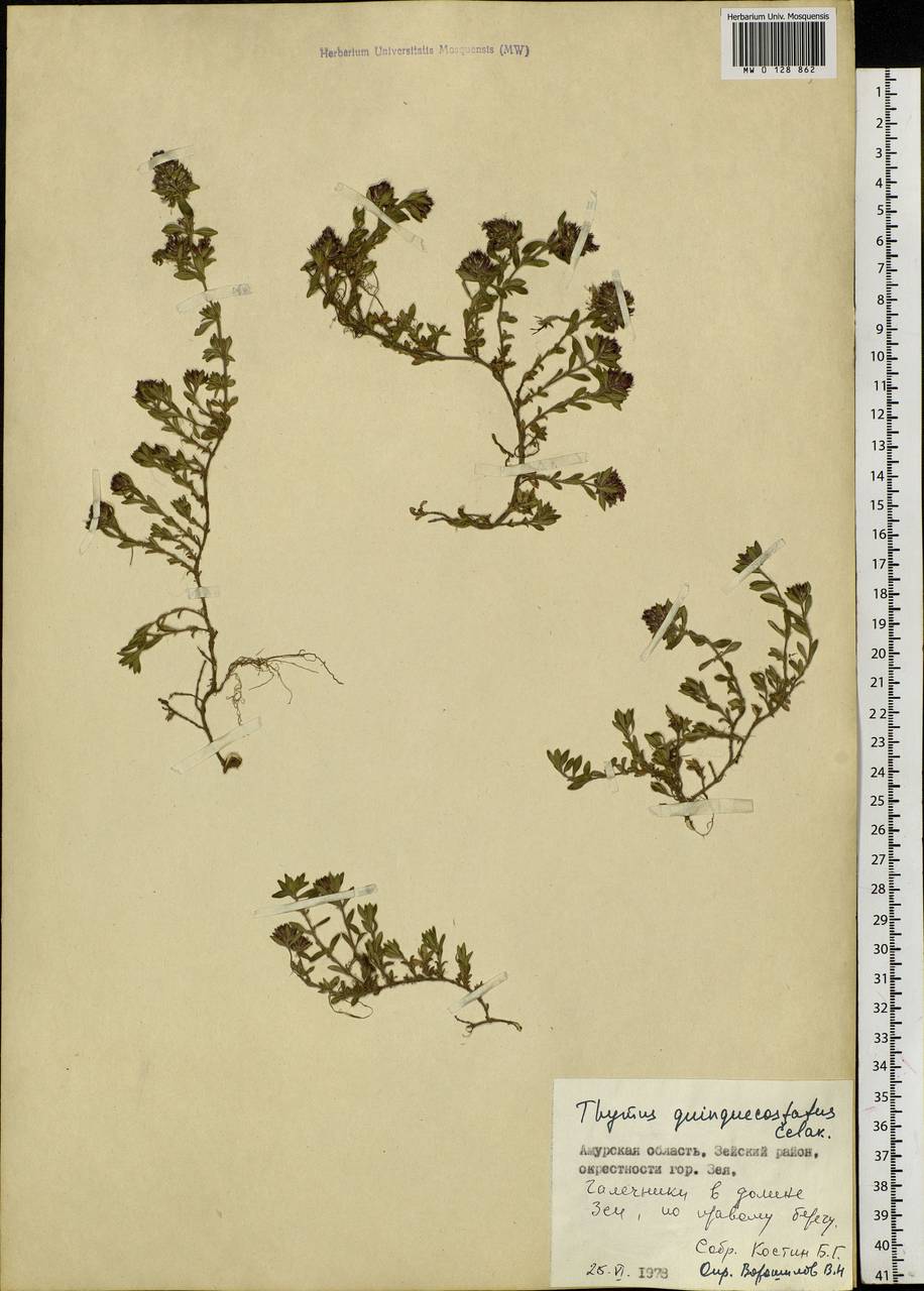 Thymus quinquecostatus Čelak., Siberia, Russian Far East (S6) (Russia)
