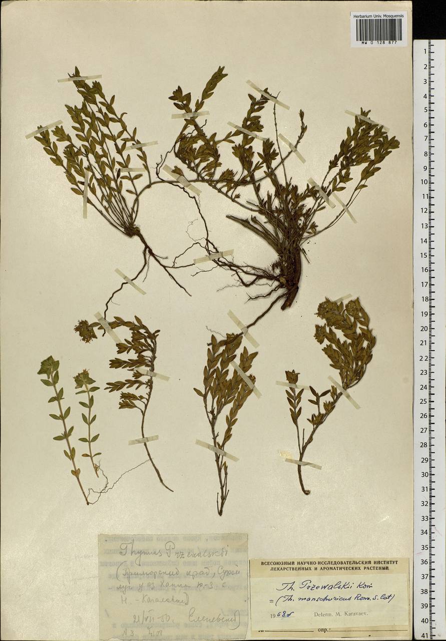 Thymus quinquecostatus var. przewalskii (Kom.) Ronniger, Siberia, Russian Far East (S6) (Russia)