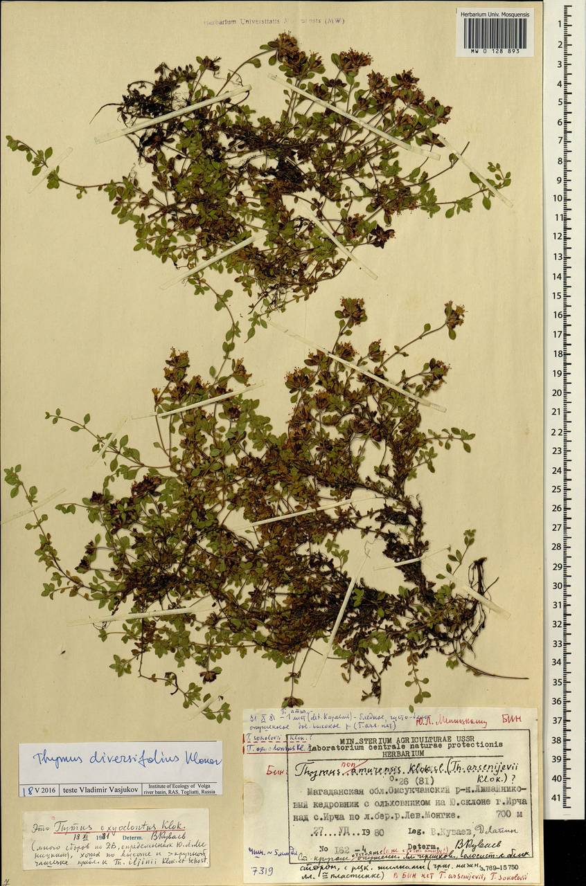 Thymus reverdattoanus Serg., Siberia, Chukotka & Kamchatka (S7) (Russia)