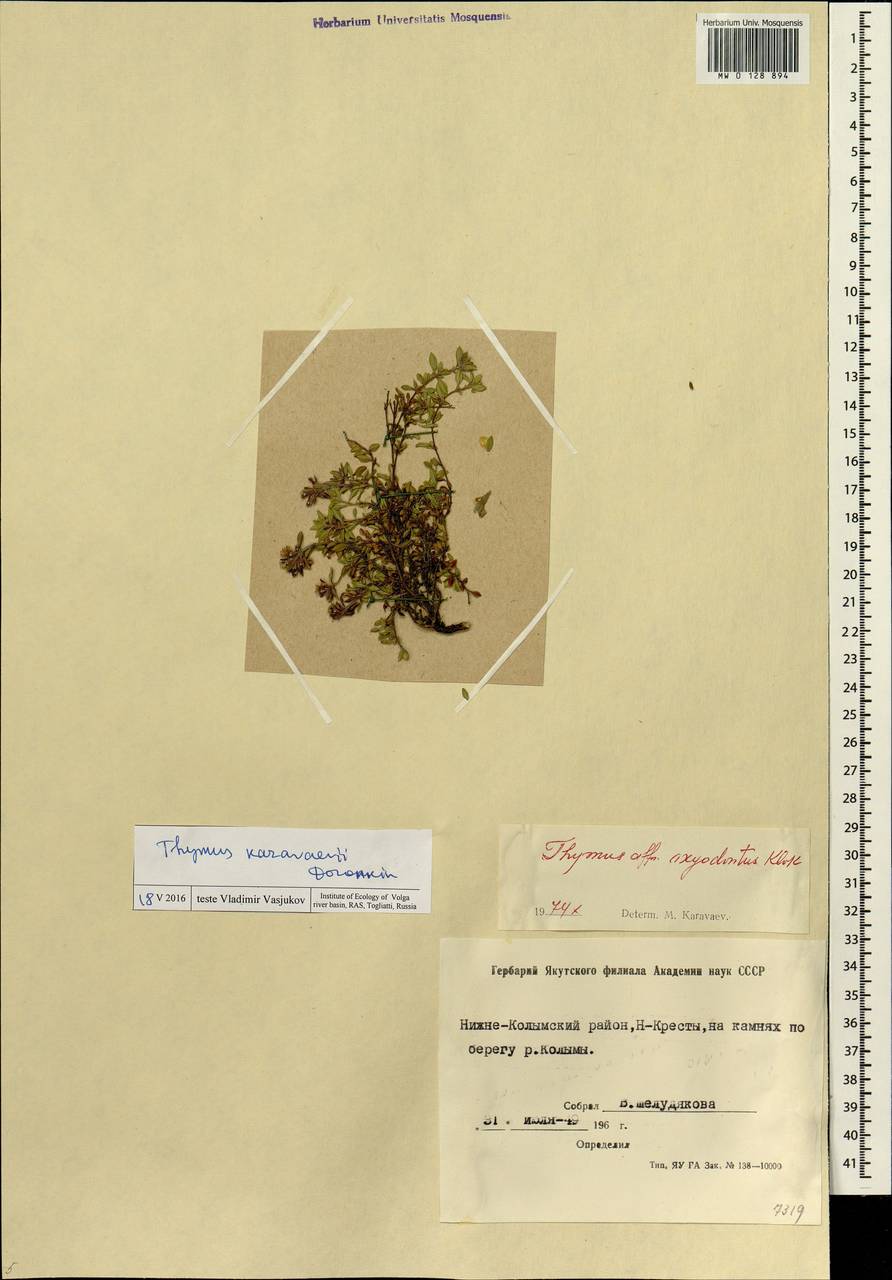 Thymus karavaevii Doronkin, Siberia, Yakutia (S5) (Russia)
