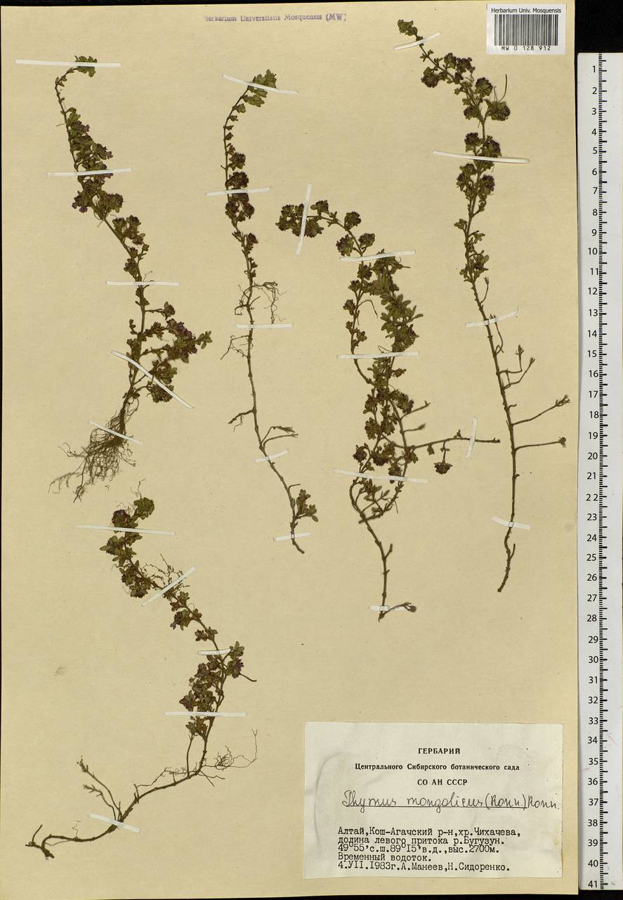 Thymus mongolicus (Ronniger) Ronniger, Siberia, Altai & Sayany Mountains (S2) (Russia)