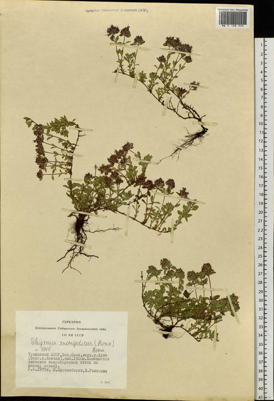 Thymus mongolicus (Ronniger) Ronniger, Siberia, Altai & Sayany Mountains (S2) (Russia)