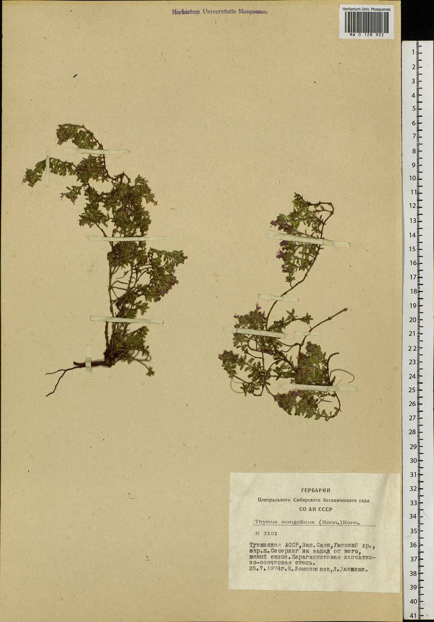 Thymus mongolicus (Ronniger) Ronniger, Siberia, Altai & Sayany Mountains (S2) (Russia)