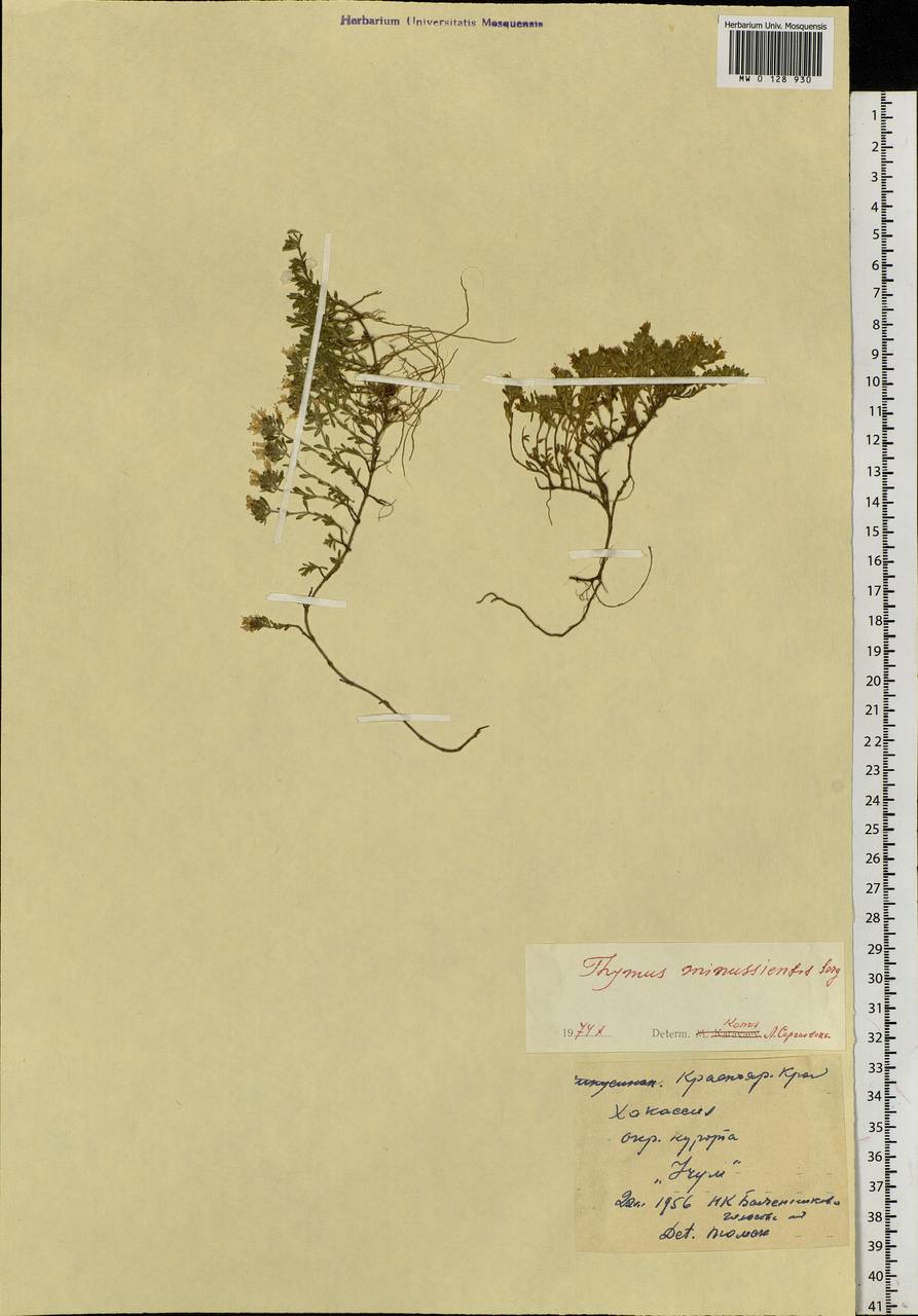 Thymus minussinensis Serg., Siberia, Altai & Sayany Mountains (S2) (Russia)