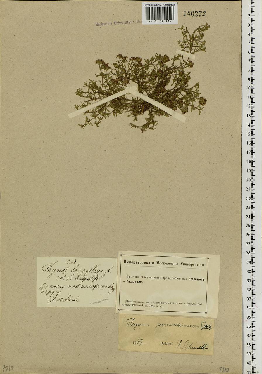 Thymus minussinensis Serg., Siberia, Altai & Sayany Mountains (S2) (Russia)