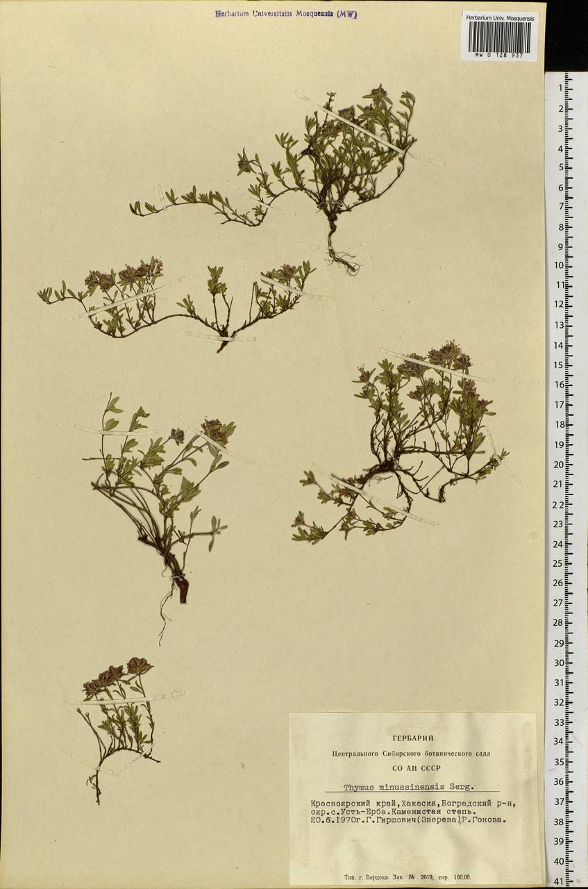 Thymus minussinensis Serg., Siberia, Altai & Sayany Mountains (S2) (Russia)