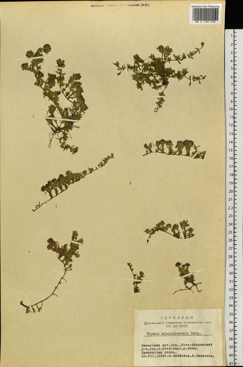 Thymus minussinensis Serg., Siberia, Altai & Sayany Mountains (S2) (Russia)