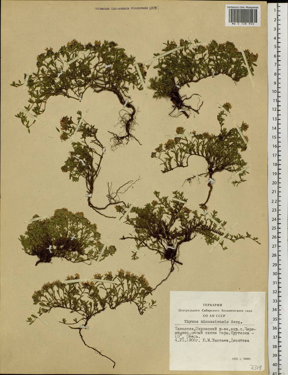Thymus minussinensis Serg., Siberia, Altai & Sayany Mountains (S2) (Russia)