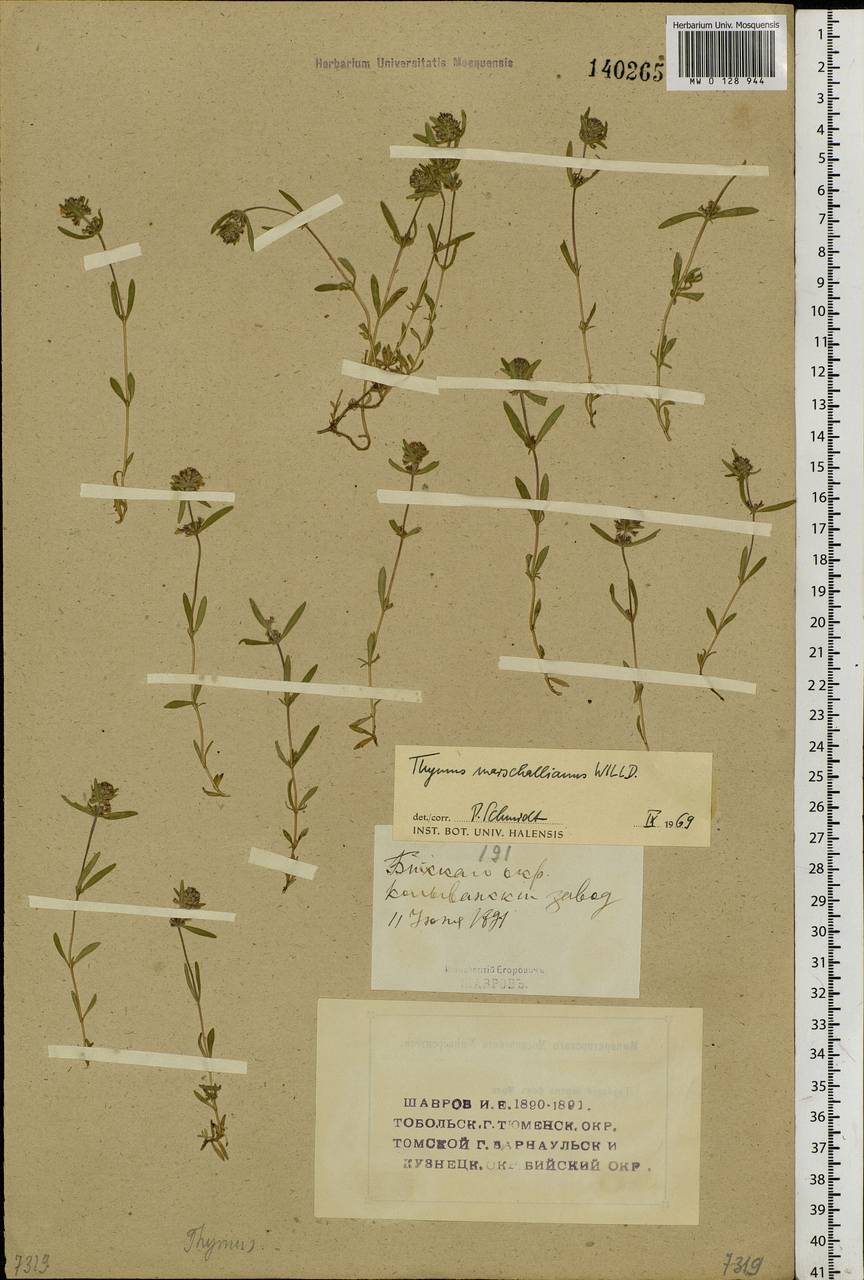 Thymus pannonicus All., Siberia, Altai & Sayany Mountains (S2) (Russia)