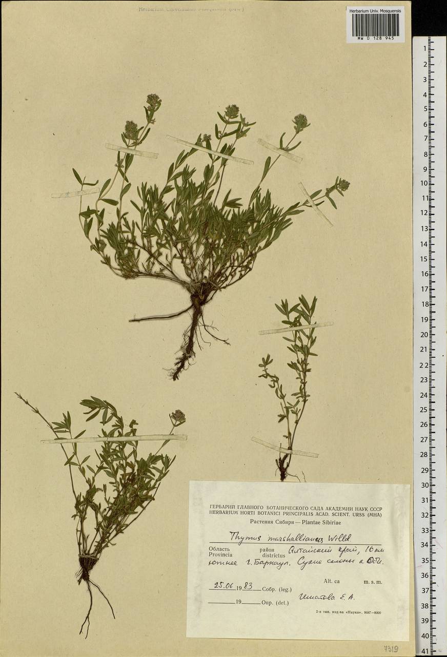 Thymus pannonicus All., Siberia, Altai & Sayany Mountains (S2) (Russia)