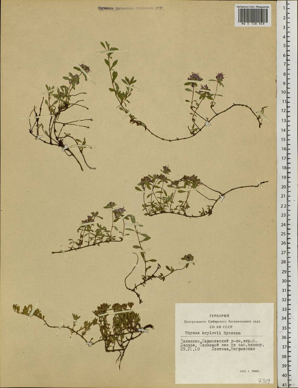 Thymus krylovii Byczenn., Siberia, Altai & Sayany Mountains (S2) (Russia)