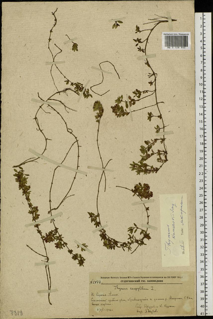 Thymus komarovii Serg., Siberia, Russian Far East (S6) (Russia)