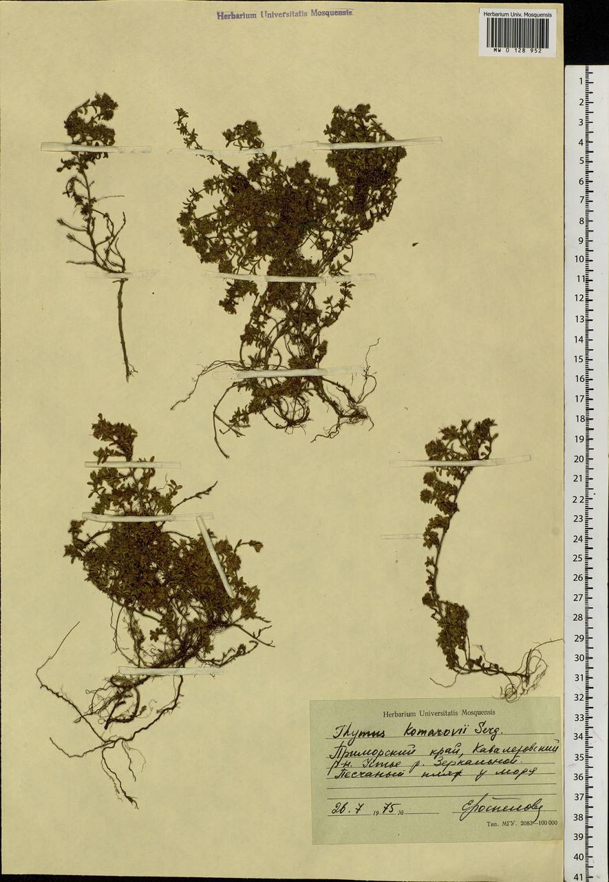 Thymus komarovii Serg., Siberia, Russian Far East (S6) (Russia)