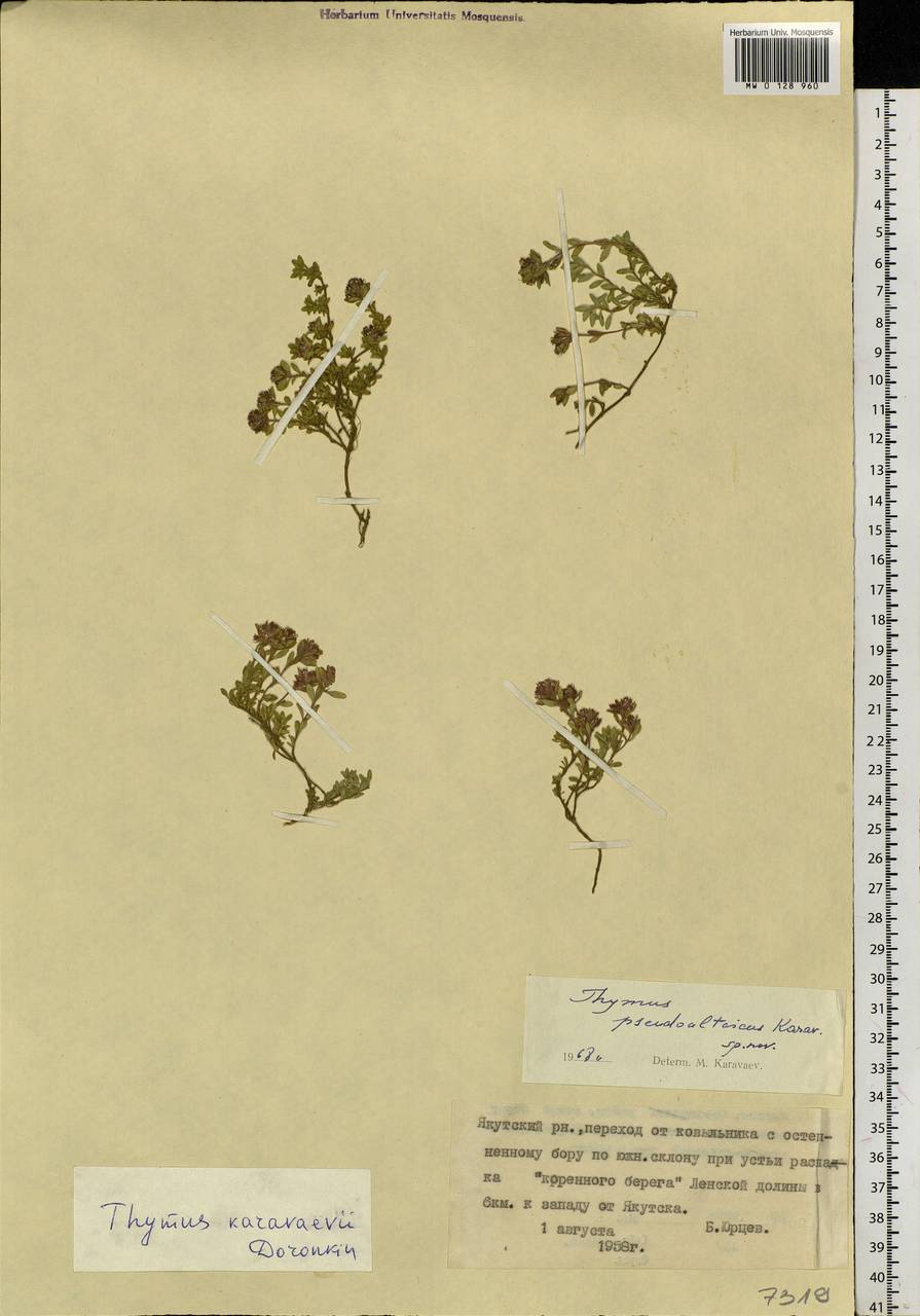 Thymus karavaevii Doronkin, Siberia, Yakutia (S5) (Russia)