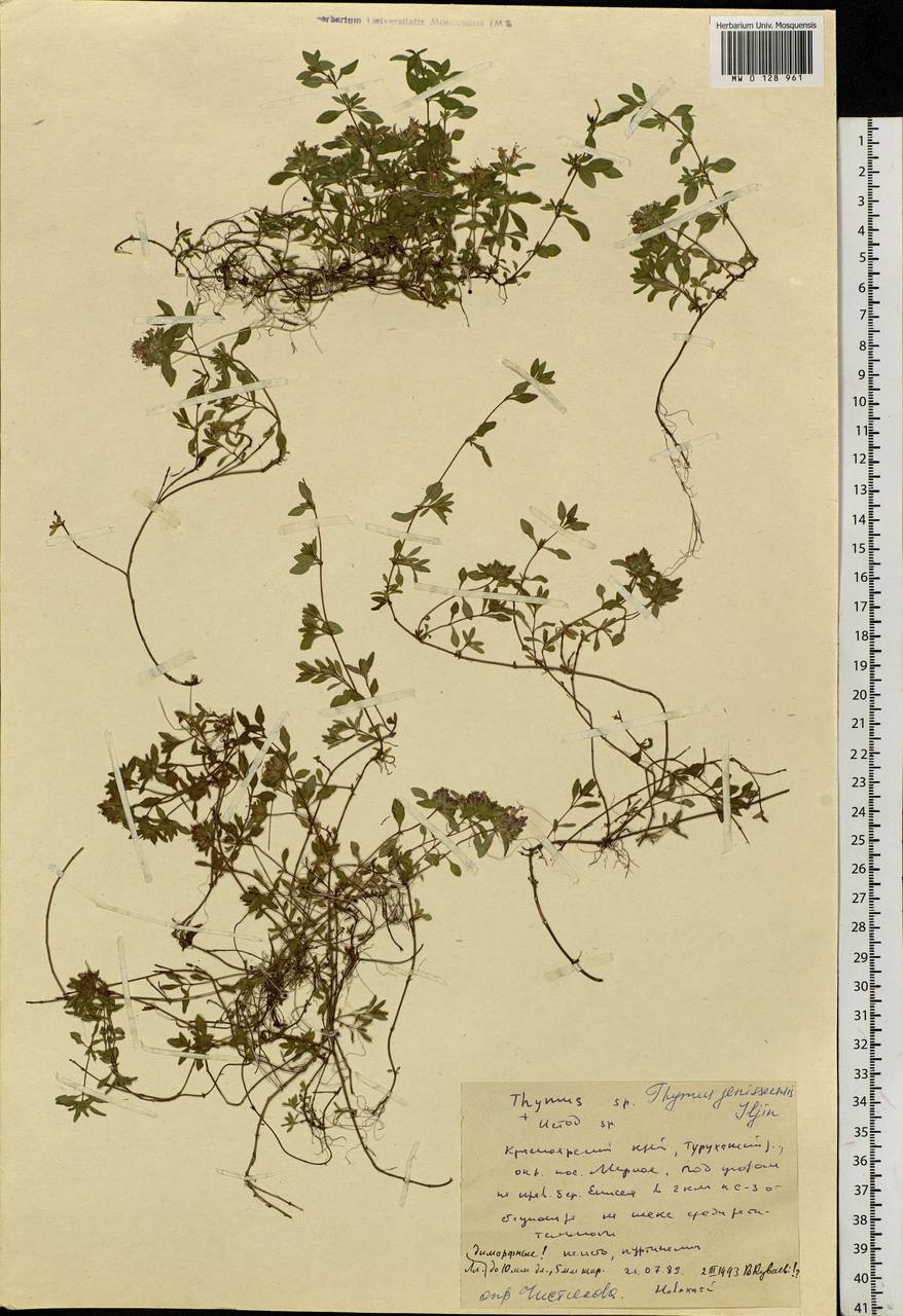 Thymus jenisseensis Iljin, Siberia, Central Siberia (S3) (Russia)