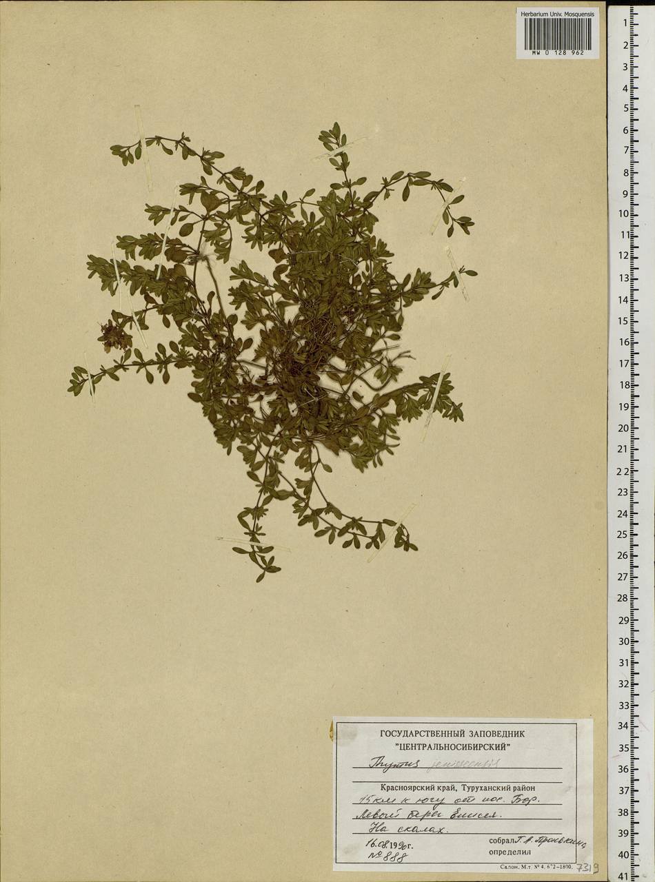 Thymus sibiricus (Serg.) Klokov & Des.-Shost., Siberia, Central Siberia (S3) (Russia)