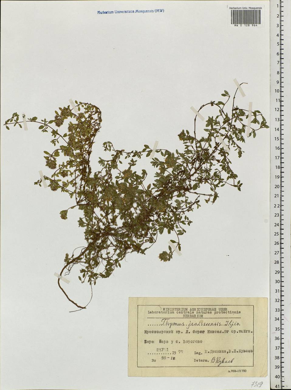 Thymus jenisseensis Iljin, Siberia, Central Siberia (S3) (Russia)