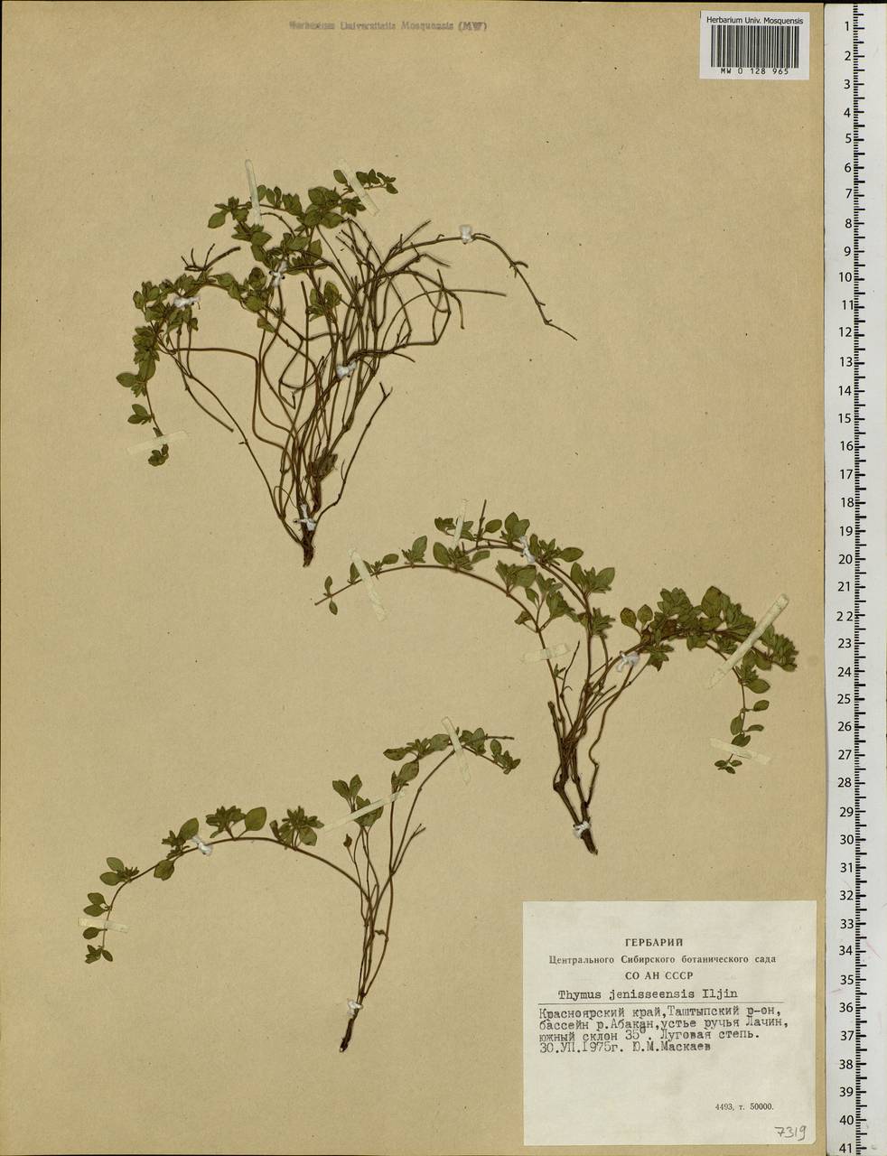 Thymus jenisseensis Iljin, Siberia, Altai & Sayany Mountains (S2) (Russia)