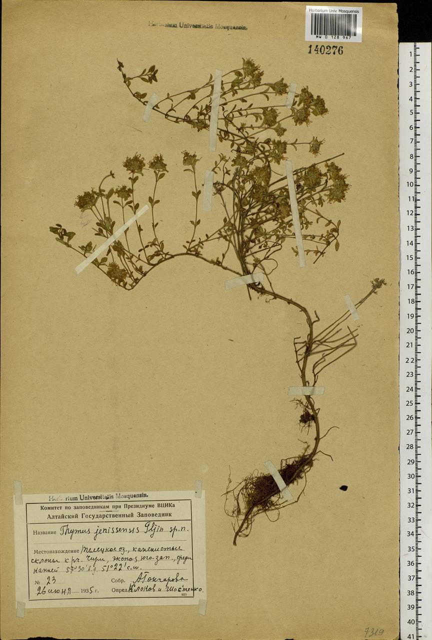 Thymus sibiricus (Serg.) Klokov & Des.-Shost., Siberia, Altai & Sayany Mountains (S2) (Russia)