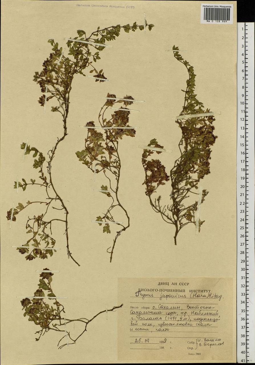 Thymus japonicus (H.Hara) Kitag., Siberia, Russian Far East (S6) (Russia)