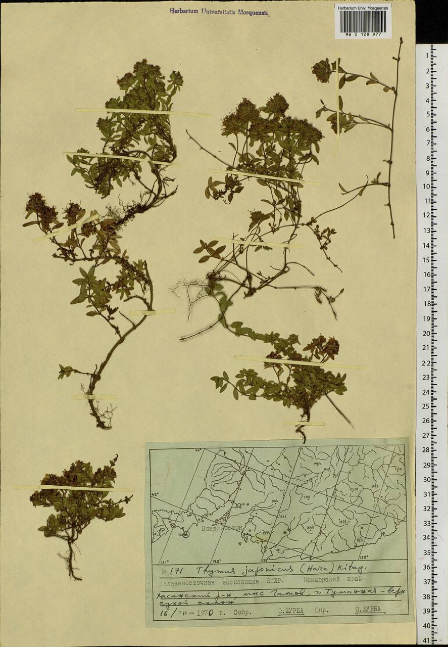Thymus japonicus (H.Hara) Kitag., Siberia, Russian Far East (S6) (Russia)