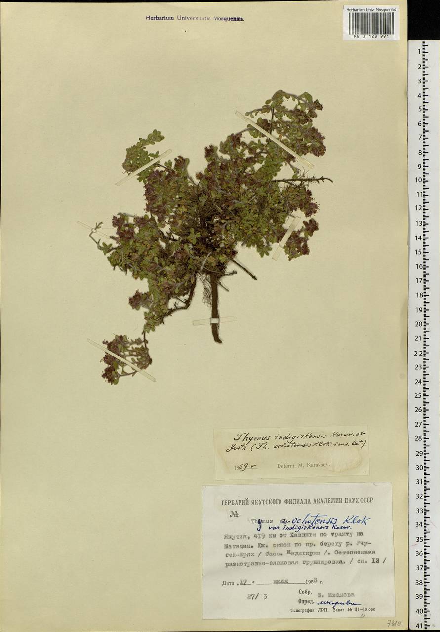 Thymus indigirkensis Karav., Siberia, Yakutia (S5) (Russia)