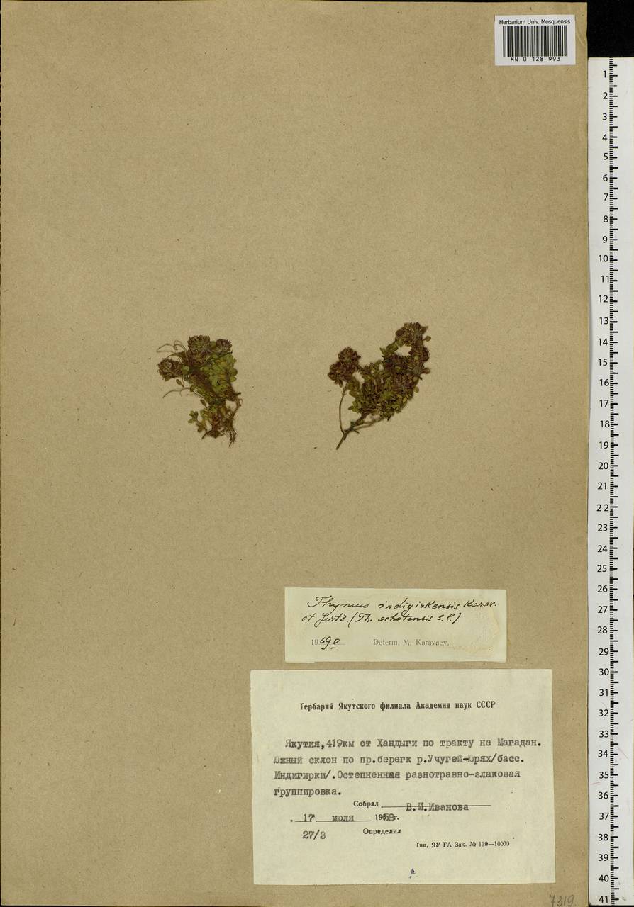 Thymus indigirkensis Karav., Siberia, Yakutia (S5) (Russia)