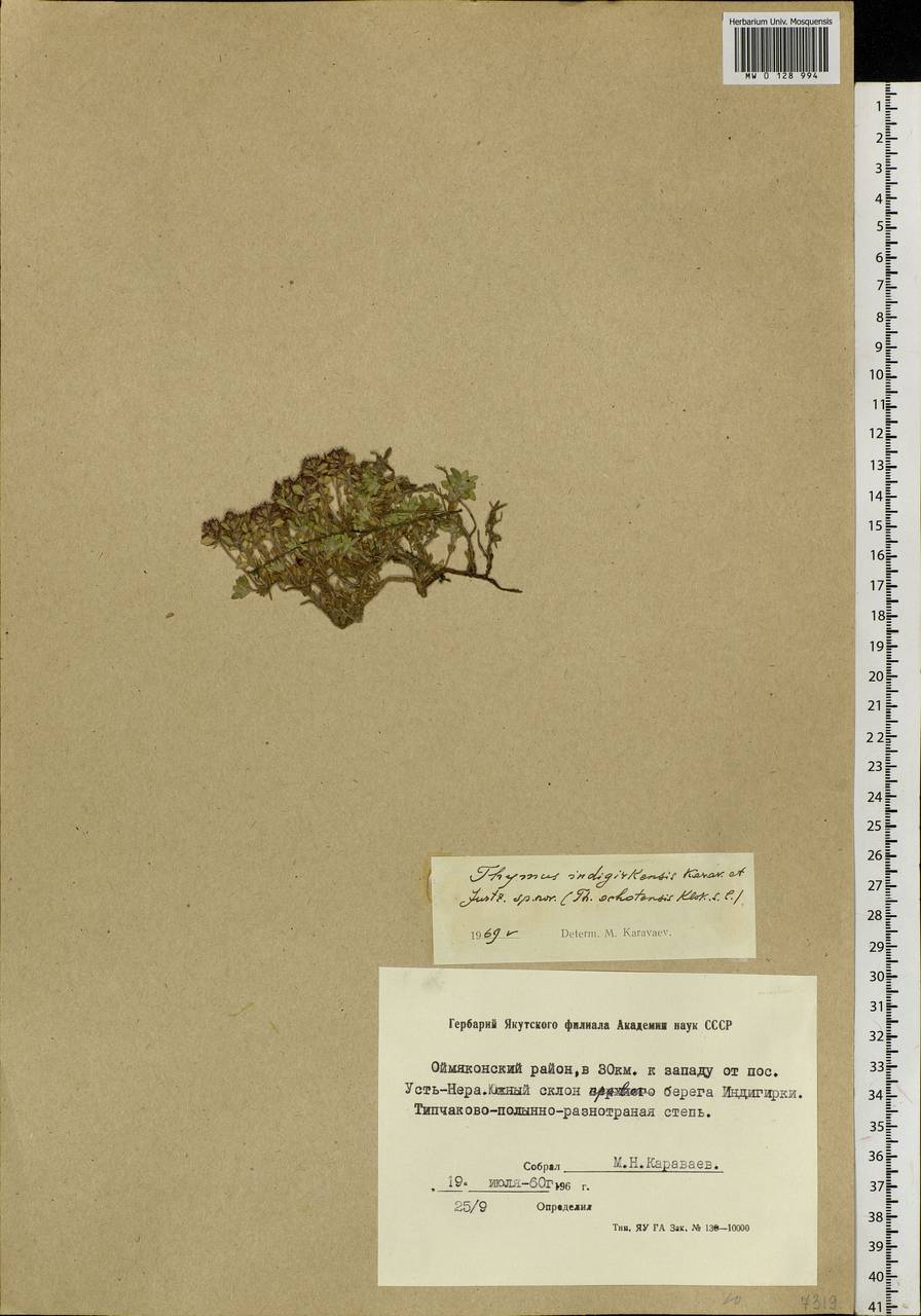 Thymus indigirkensis Karav., Siberia, Yakutia (S5) (Russia)