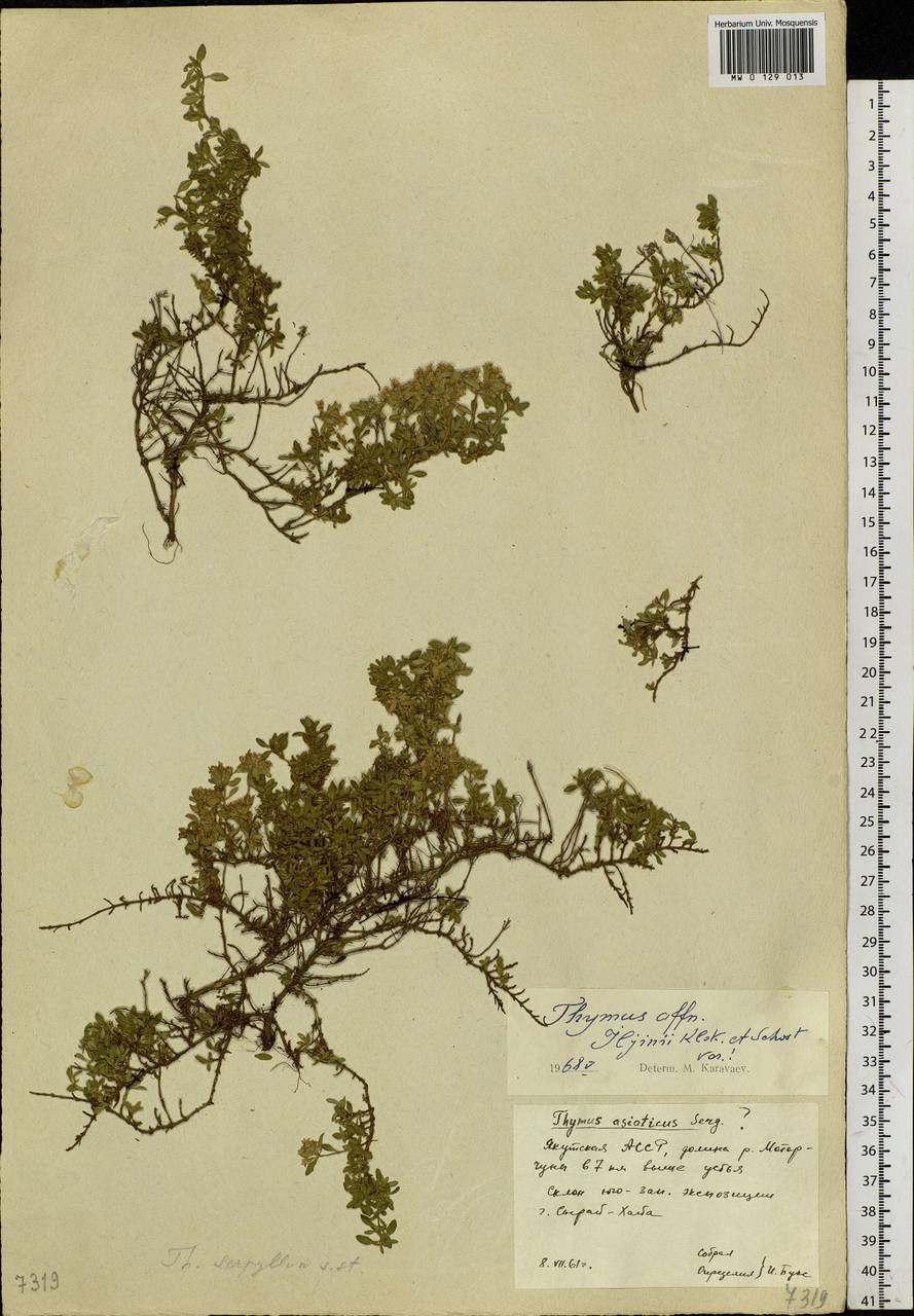 Thymus iljinii Klokov & Des.-Shost., Siberia, Yakutia (S5) (Russia)