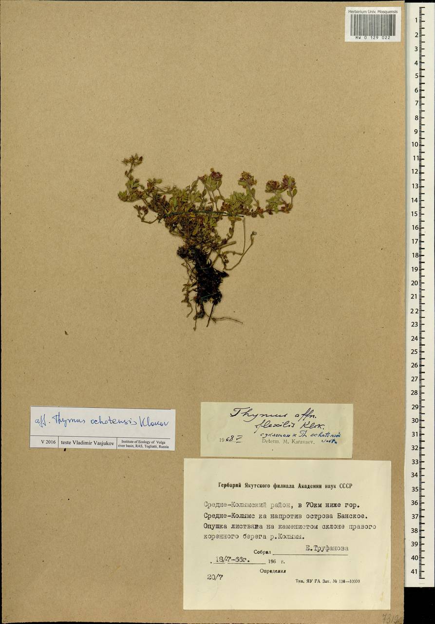 Thymus ochotensis Klokov, Siberia, Yakutia (S5) (Russia)